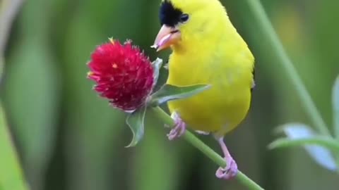 Nature bird