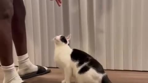 Cat acting interesting video