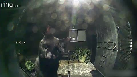 No Superstition Here! Neighborhood Cat Comes By To Say Hello Via Ring Video Doorbell | RingTV