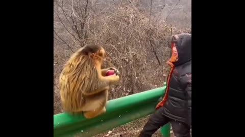 FUNNY ANIMAL VIDEOS