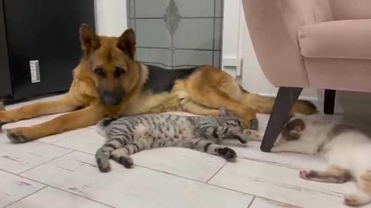 German Shepherd is the Best Friend for Cats