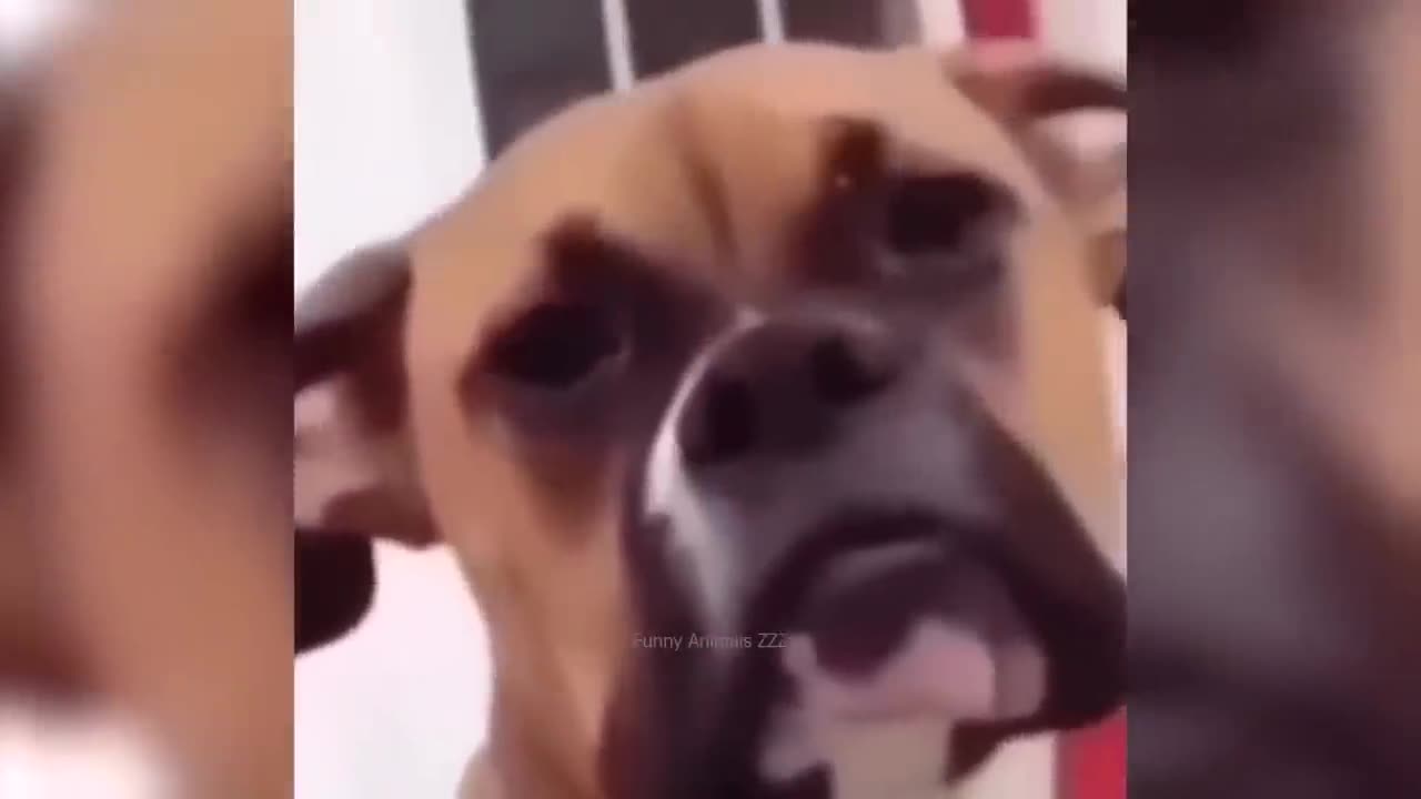 Funny Animals Compilation😺🐶 - Funniest Cats and Dogs 😹🐶 - Videos of Funny Animals