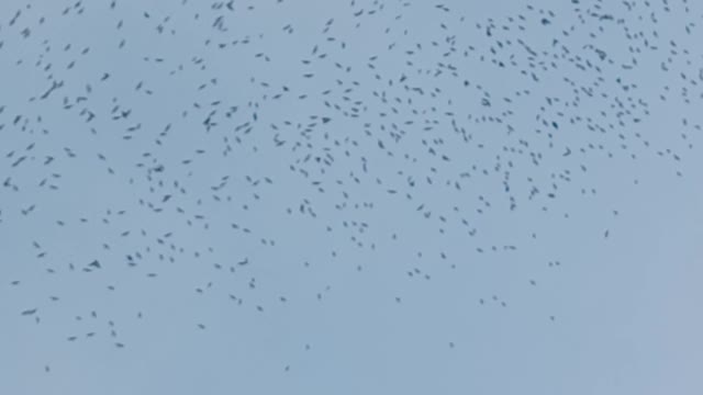 thousands of birds scattered in the sky