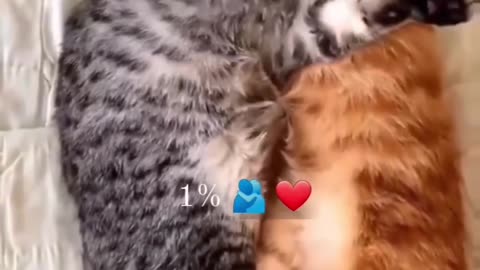 Cat's love video