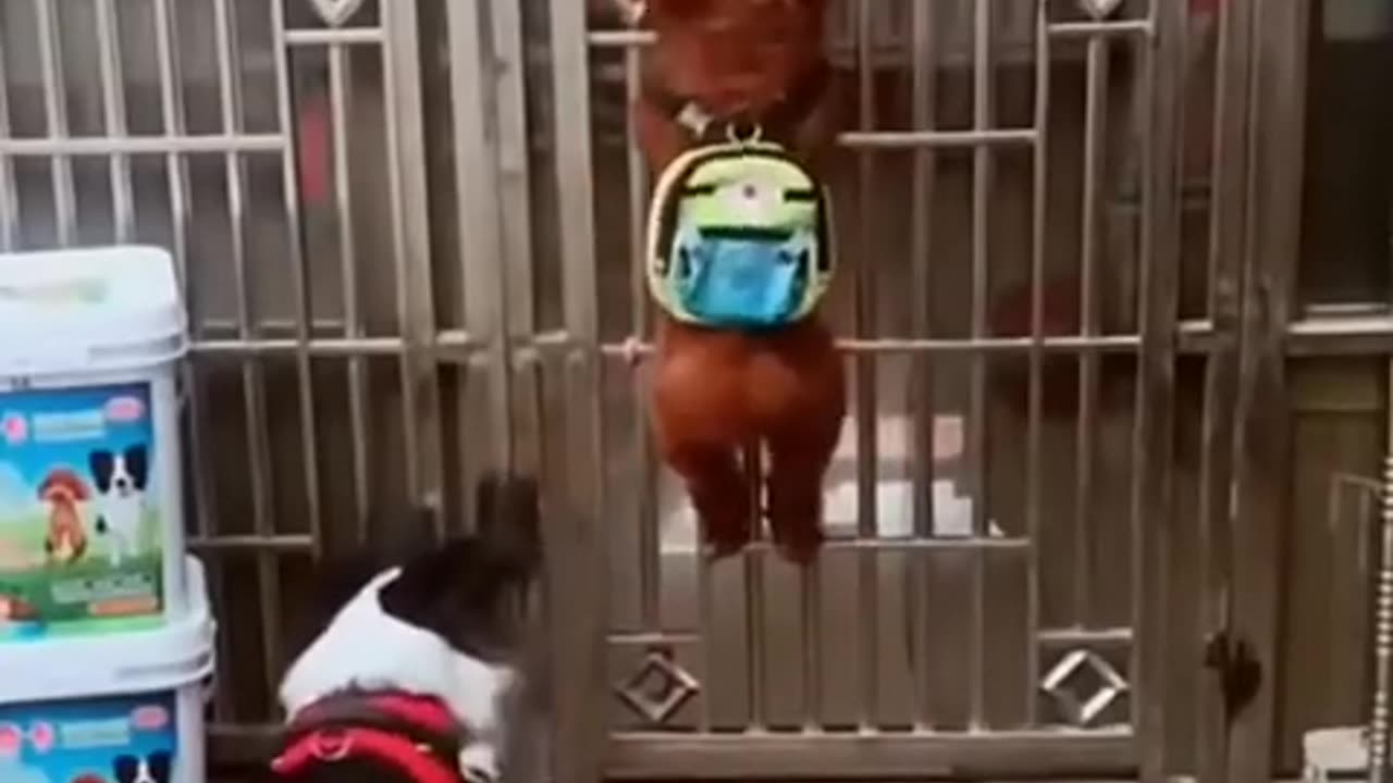 crazy dog video