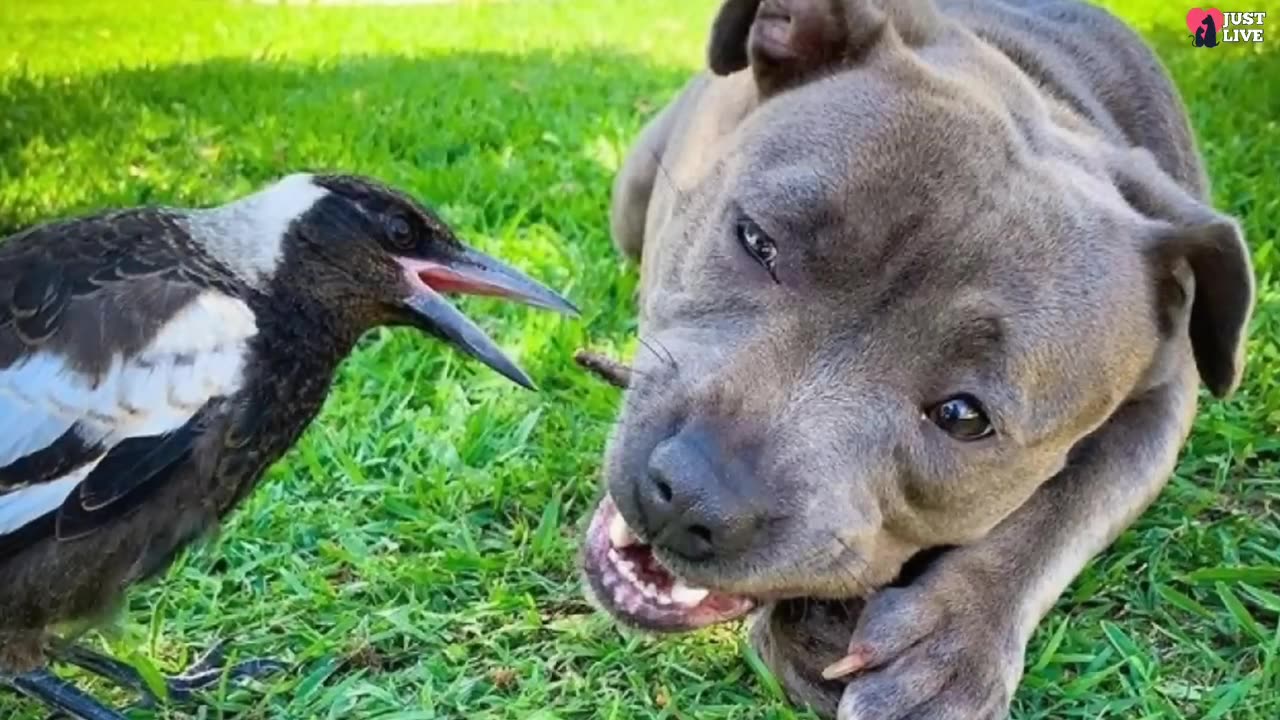 Magpie that fell out of the nest grew up with a dog and thinks she is a dog