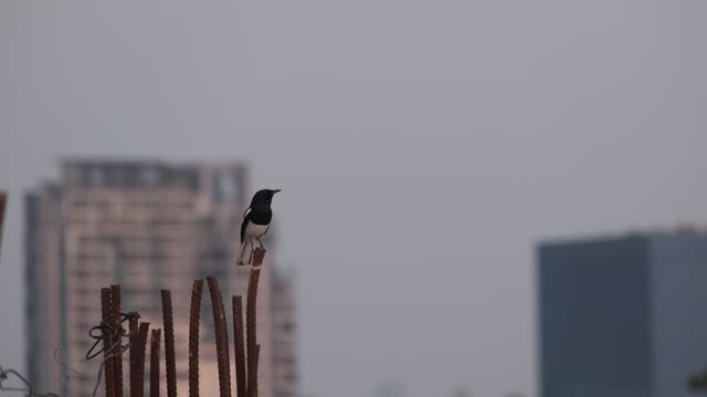 The Chirping Of A Bird Perched On The Tip Of A Steel Bar