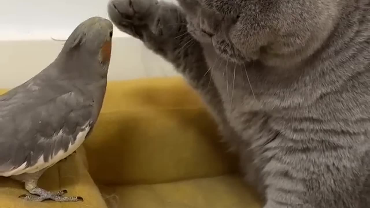 Cat And Parrot Friendship 😊