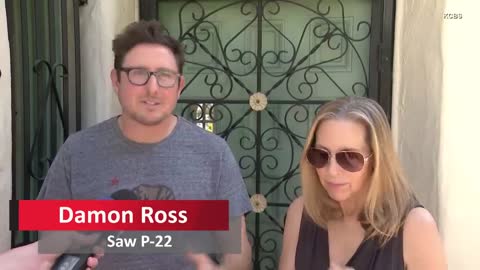 Famous P-22 Mountain Lion Stalks Family Home 