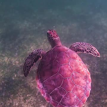 😮BEAUTIFUL SEA TURTLE😮