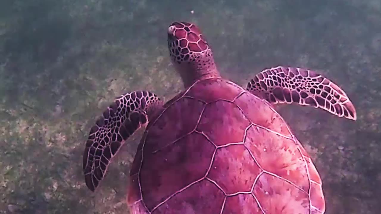 😮BEAUTIFUL SEA TURTLE😮