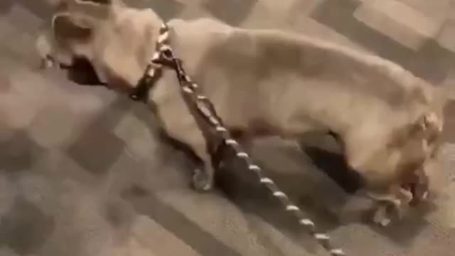 Funny dog video🤣🤣 it time to relax and try not to laugh