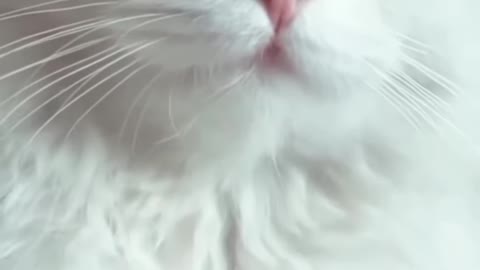 Cute cat 😺 🐈☺️🥰