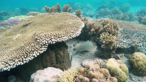 A breathtaking underwater view watched