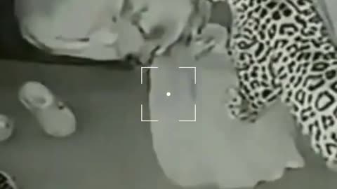 Shocking footage : Leopard 🐆 attacked on security Dog