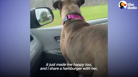 Rescue Pit Bull Loves The Drive Thru At McDonalds | The Dodo Foster Diaries