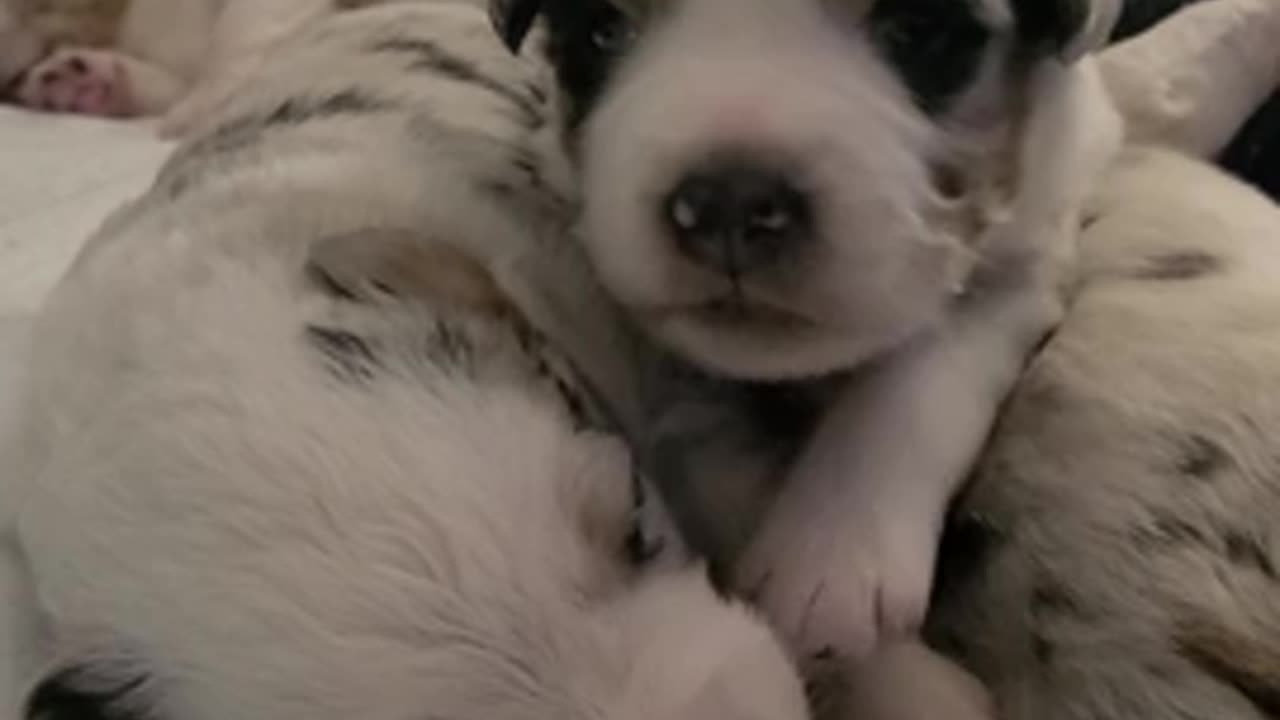 some puppy snuggles to make your saterday better 💕best cute dogs #best cute animal videos