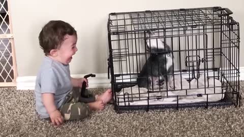 Funny vidio that makes you laugh : baby playing with dog