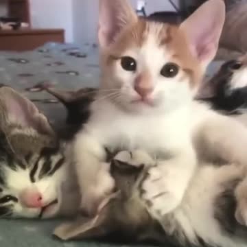 Mama cat gives a hug to a toddler