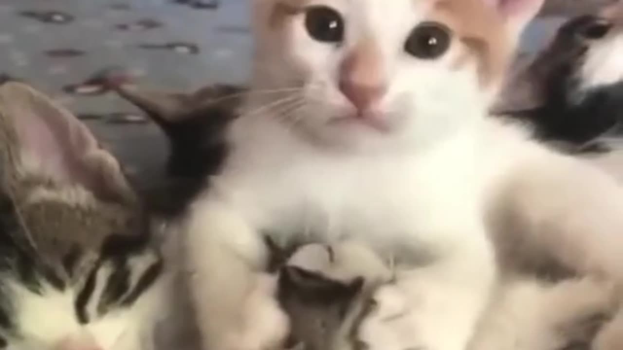 Mama cat gives a hug to a toddler