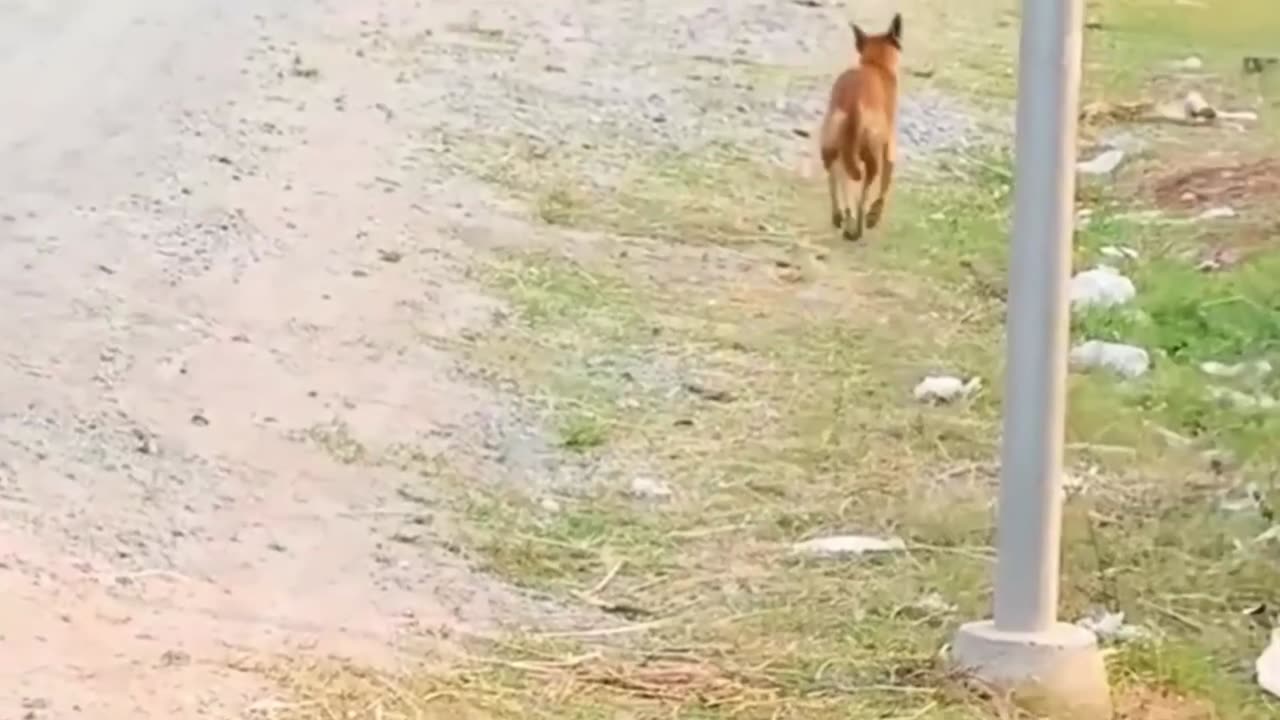 Funny Animal Videos 2023 😂