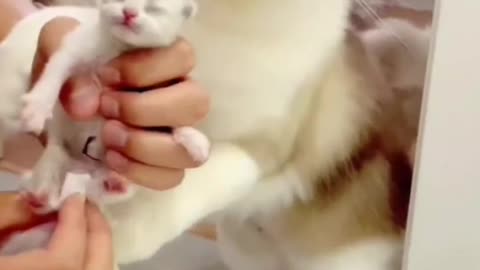 Cute cat lover