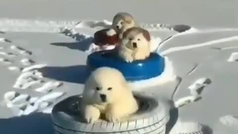 Cute baby animals videos compilation| cutest babies part 1-4