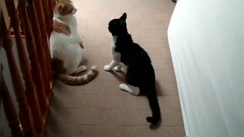 Cat Fight