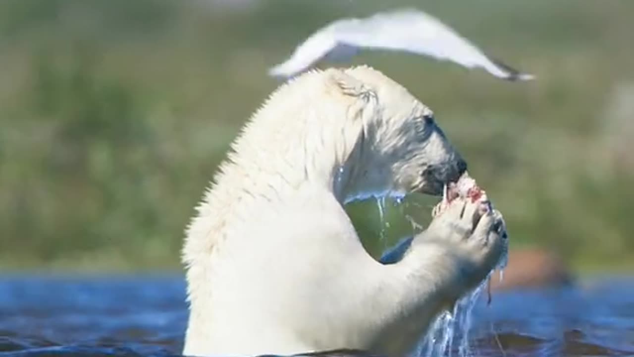 Beautiful animal 145