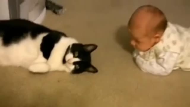 Reaction of cats meeting babies for the first time 😍