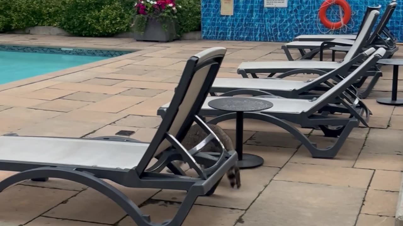 Raccoon Dips Hands Into Swimming Pool