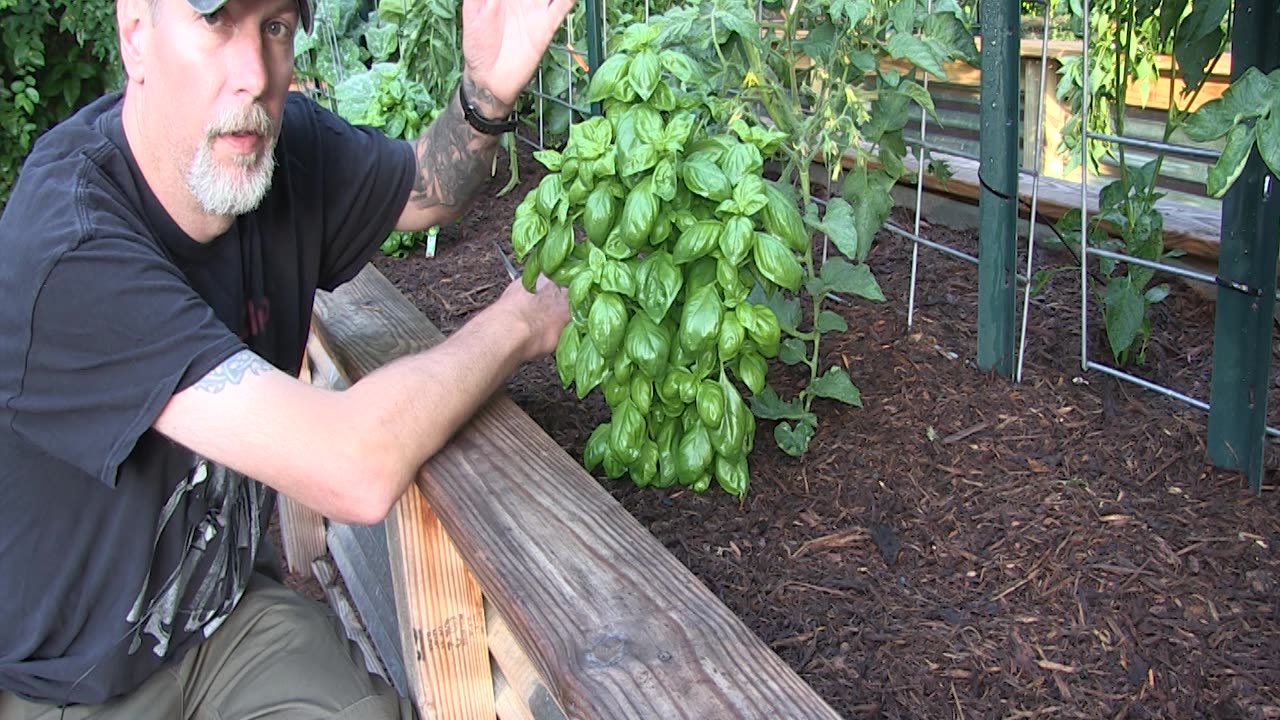 How To Prune Basil Plants