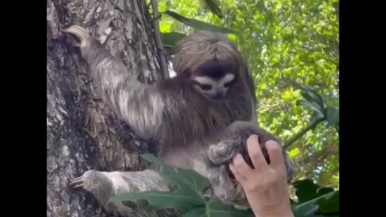 reuniting a mom and baby sloth