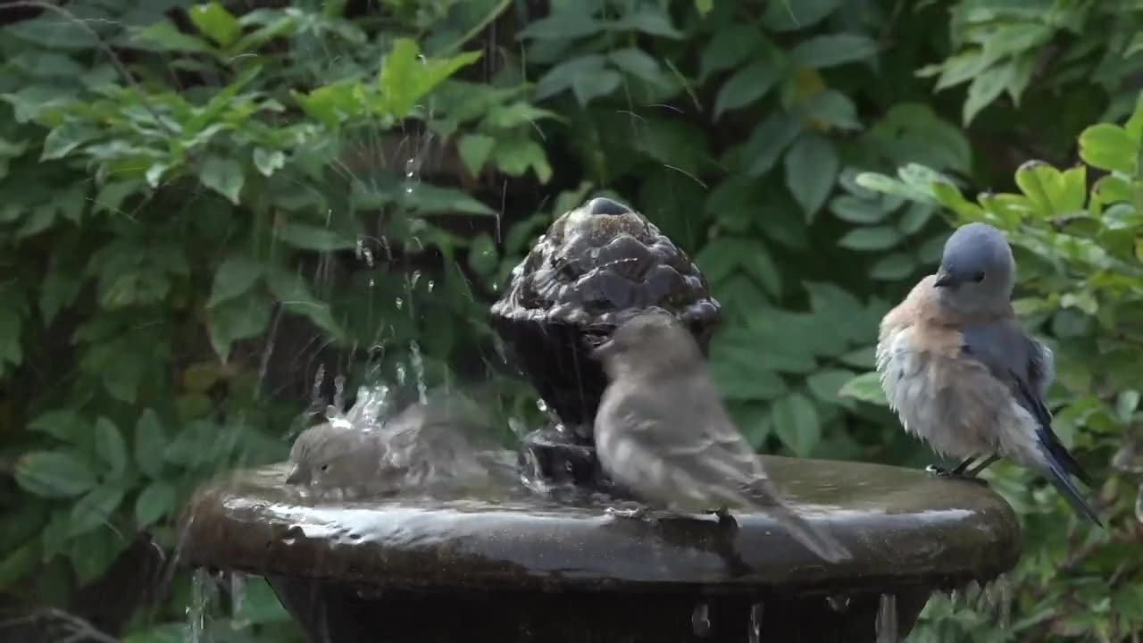 Beautifull Birds Are enjoying the water.