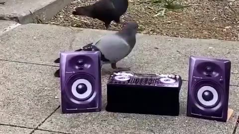 Pigeon Rave