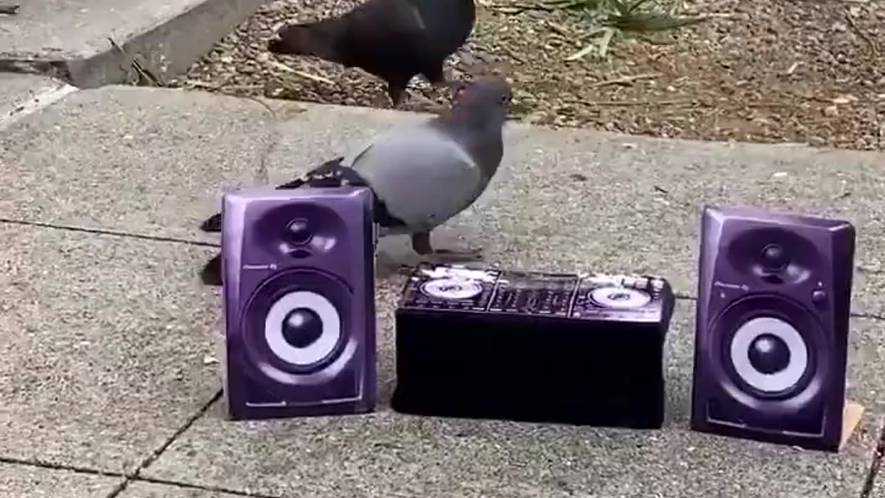 Pigeon Rave