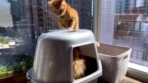 Cute Cats & Funny Cats 😍😍😅😅 #cats #reels #shorts #viral #pets #cat