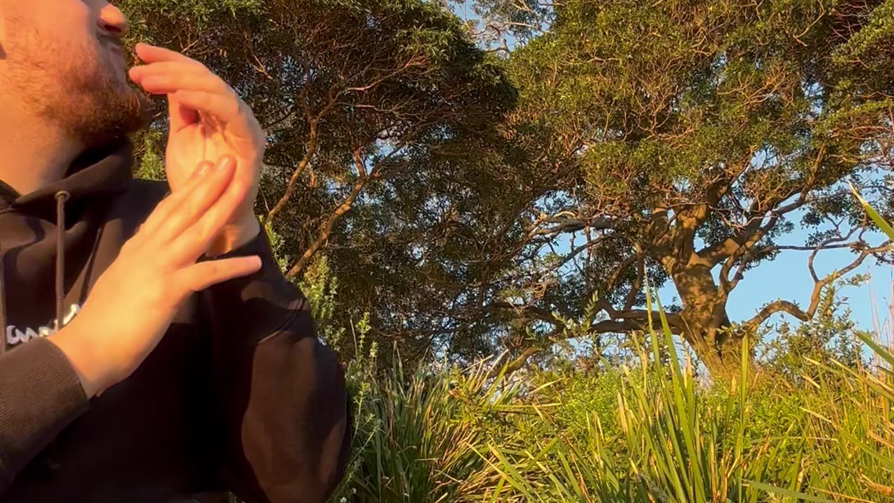 Kookaburra Snatches Picnic Prosciutto