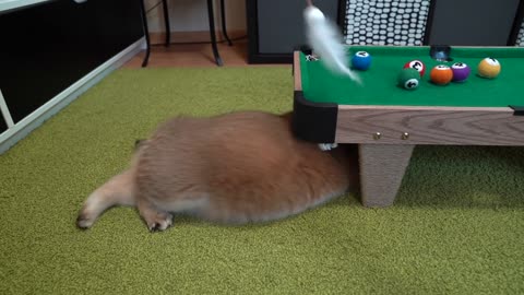 Billiards for cats!