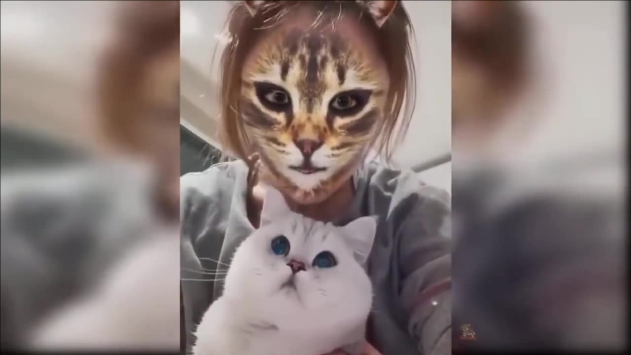 Funny Cats