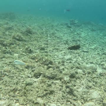 Snorkeling: Witnessing a Coral Reef Reborn