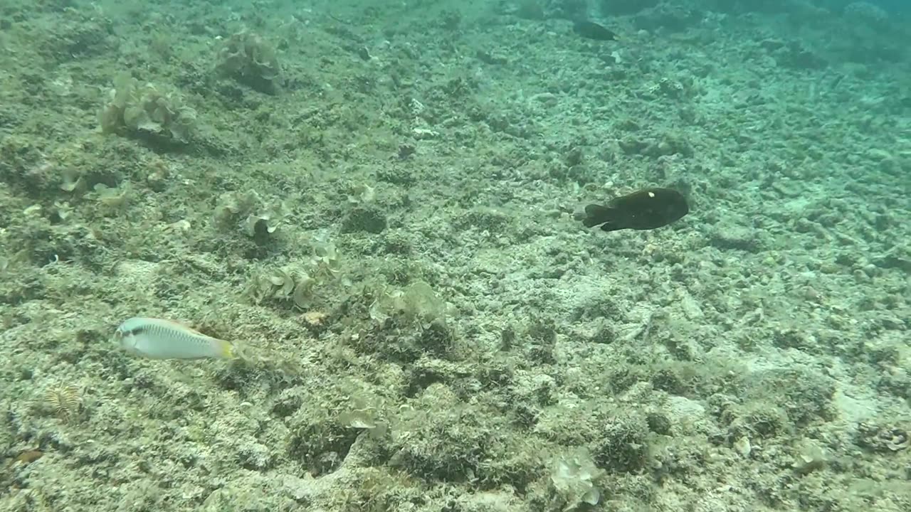 Snorkeling: Witnessing a Coral Reef Reborn