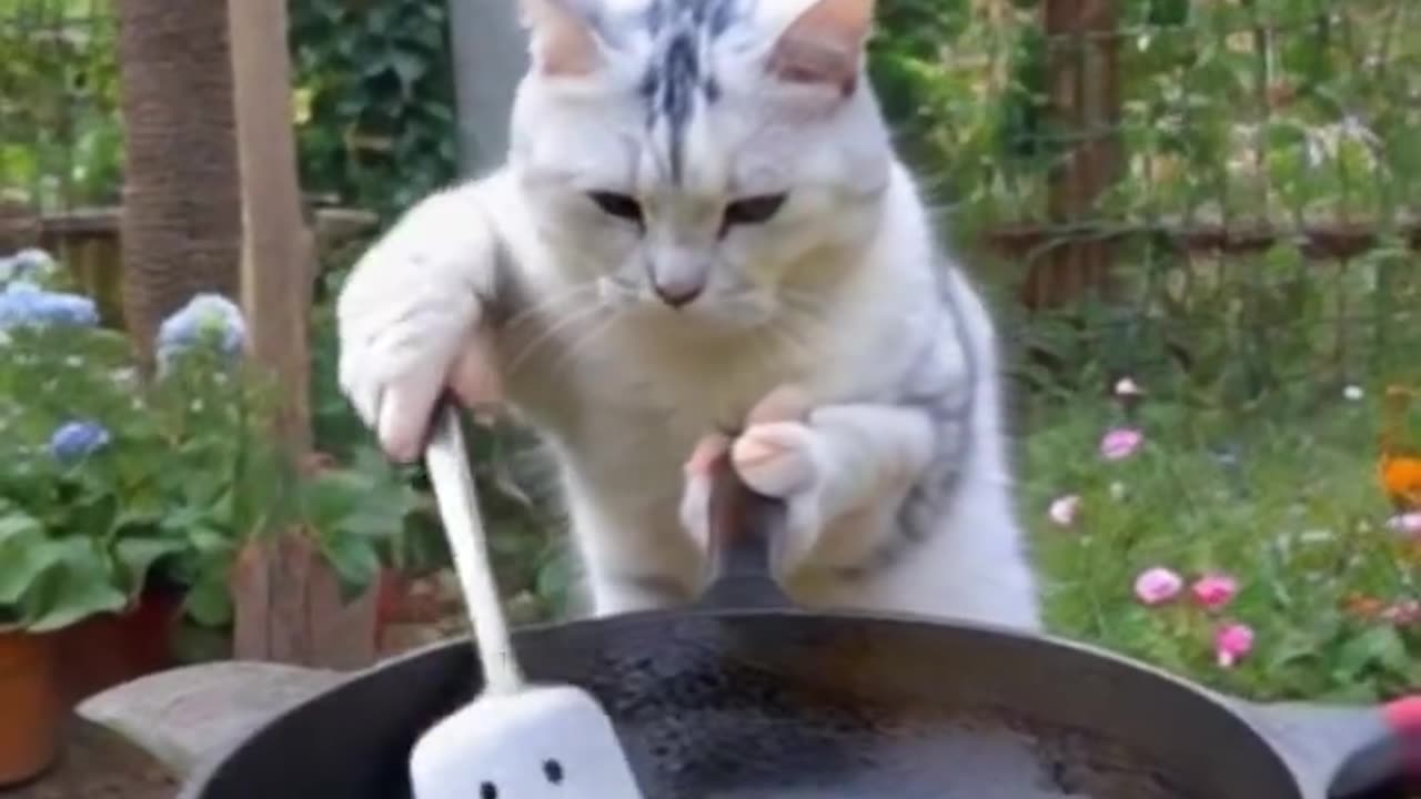 Master chef meow