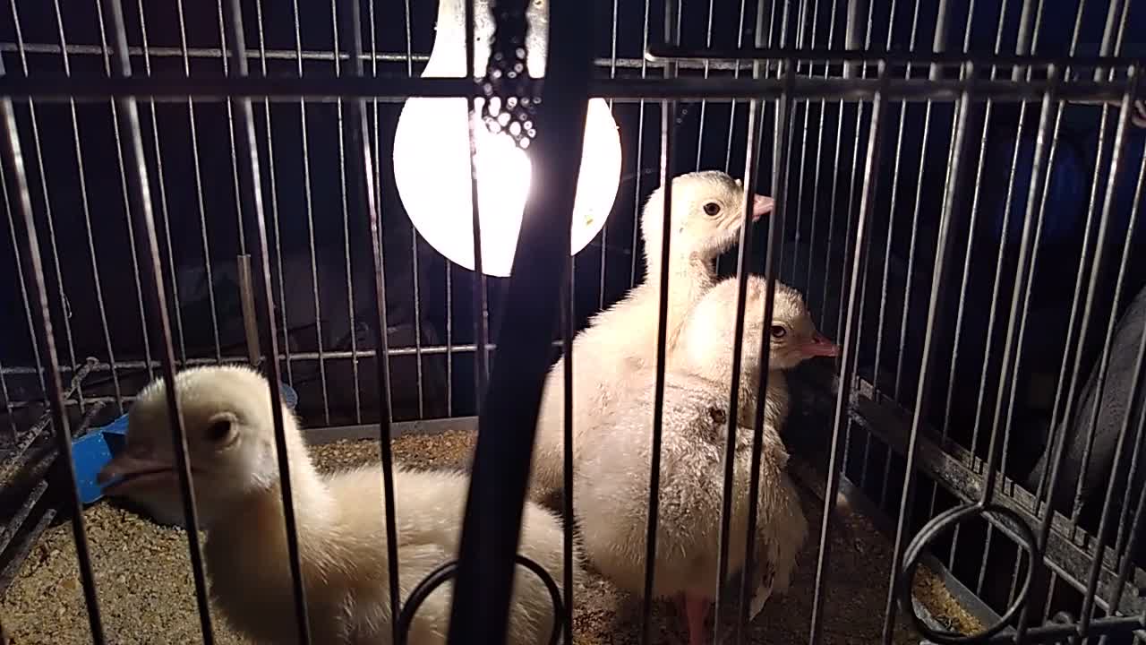 The female turkey rejected the puppies