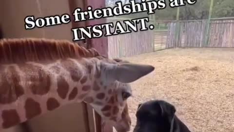 Instant Friendship