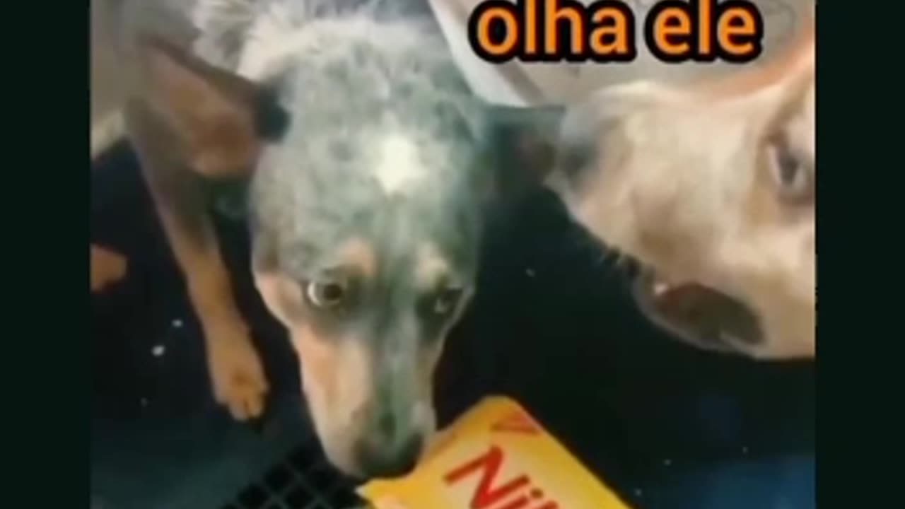 CACHORRO GULOSO VS. CACHORRO DELATOR: O ENGRAÇADO VÍDEO QUE VOCÊ PRECISA ASSISTIR