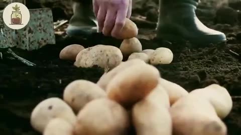 HOMESTEADING - HOW AMISH STORE POTATOES... [2024-11-14] - FRUGAL SOLUTIONS