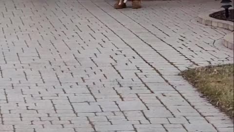 Doggy Delighted to See Postman