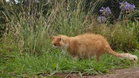 The cat eats weed