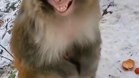 Funny Monkey